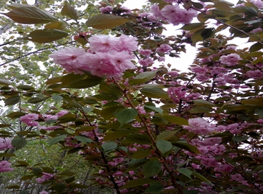 苏仙区秋天栽植樱花苗雏菊樱营养钵