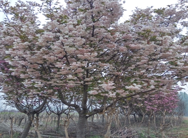 平陆县樱花苗口碑好的云南樱花苗销售