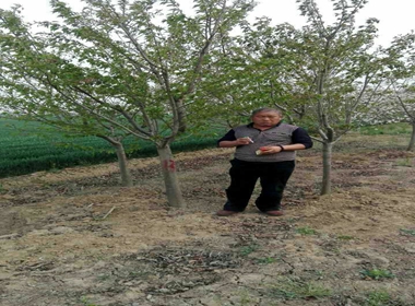 德庆县小樱花苗大岛樱 种植基地