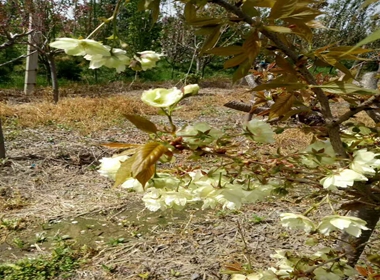 苏仙区秋天栽植樱花苗雏菊樱营养钵