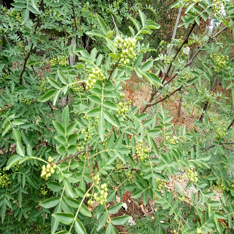 原产地花椒苗价格白沙椒花椒苗矮化丰产