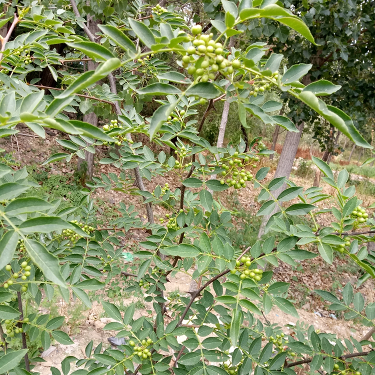 大红袍花椒苗短枝型品种