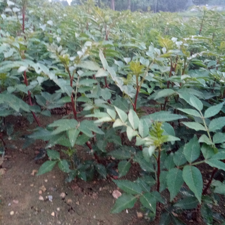 旺运苗木花椒苗品种基地无刺花椒苗早果高产