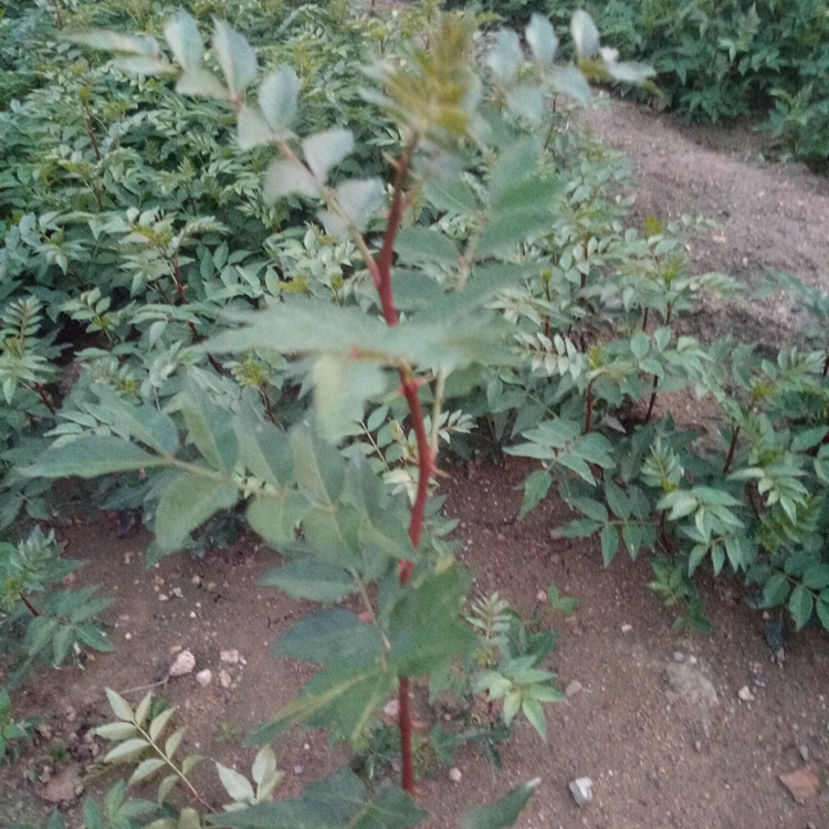 大红袍花椒苗短枝型品种