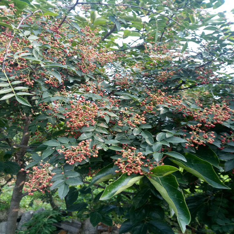 旺运苗木花椒苗品种无刺花椒苗丰产树形