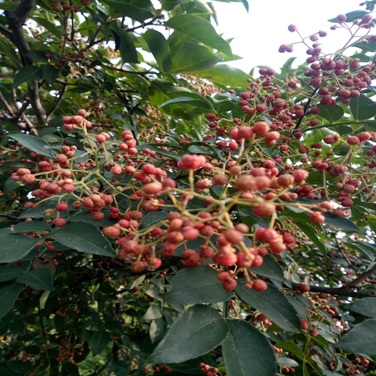 旺运苗木合作社花椒苗品种多九花椒苗生长结果状