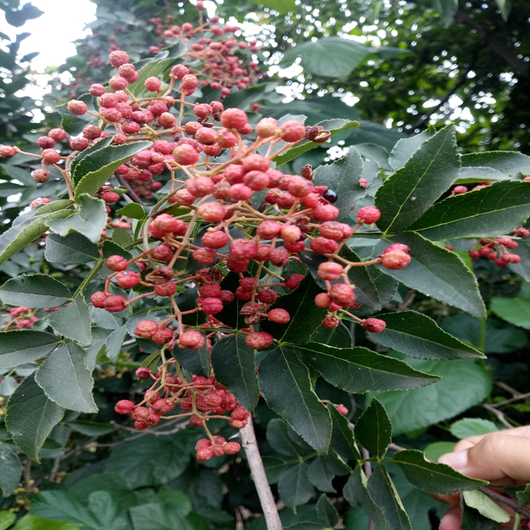 旺运苗木花椒苗品种基地无刺花椒苗早果高产