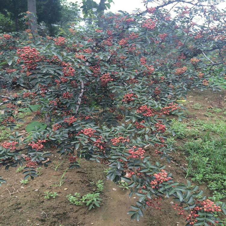 专职经营花椒苗厂家无刺花椒苗生长季节