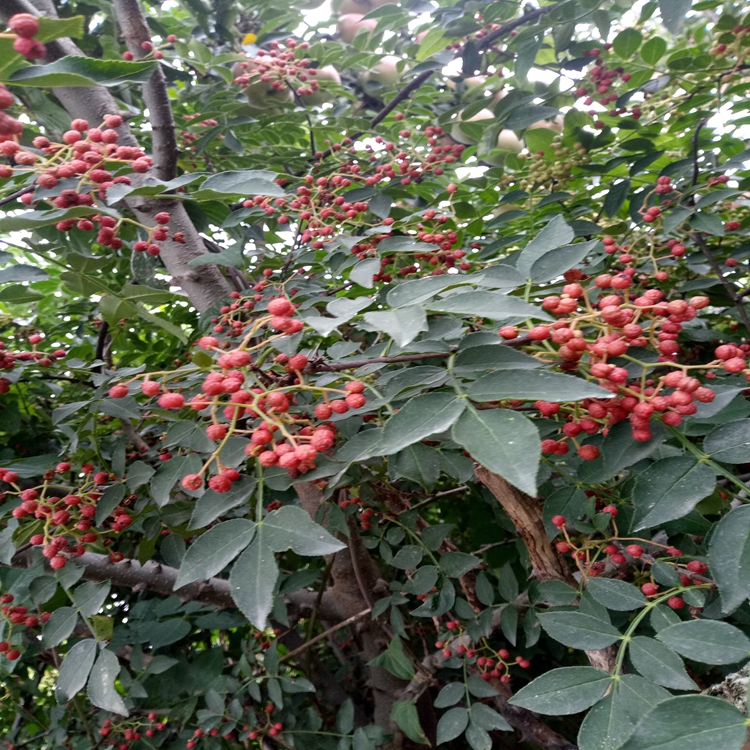 白沙椒花椒苗果皮极薄