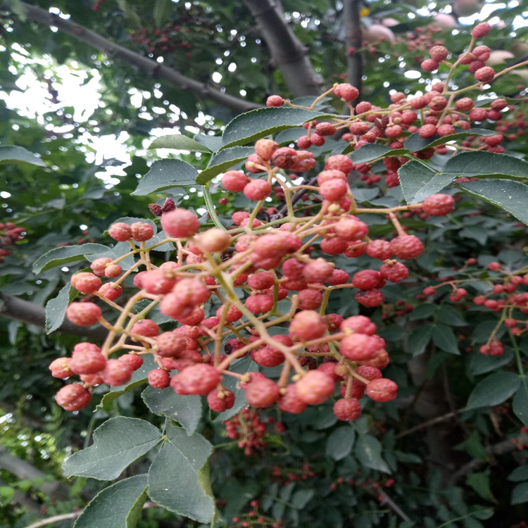 旺运苗木花椒苗品种无刺花椒苗丰产树形