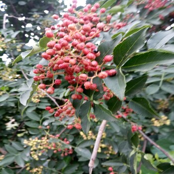 花椒苗需要的快来即早熟花椒苗品种指导报价