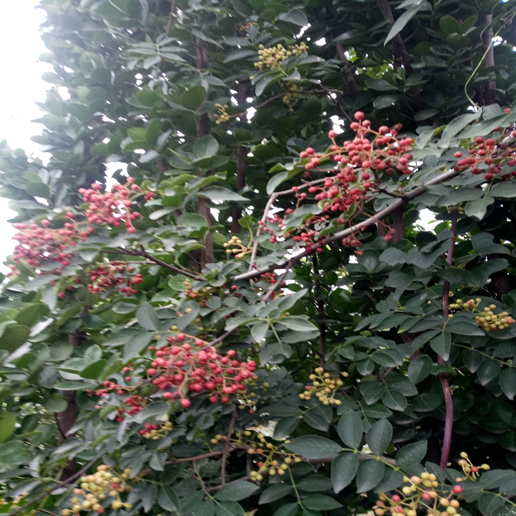 原产地花椒苗价格白沙椒花椒苗矮化丰产