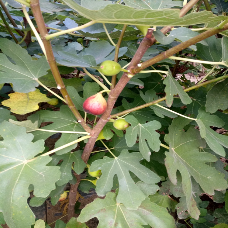 诚信经营无花果厂家波姬红无花果苗如何选择