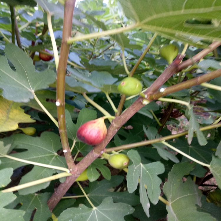 耐寒的无花果青皮无花果苗挑选