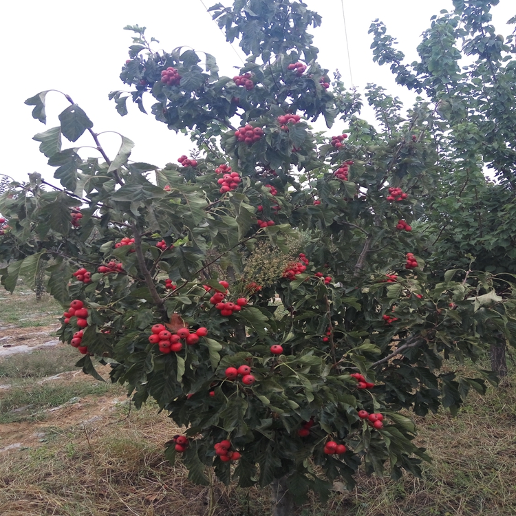 山楂苗如何种植双红山楂苗早熟白肉