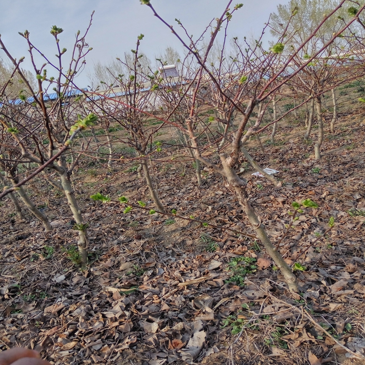 诚信经营山楂苗厂家大翅山楂苗着色稍浓