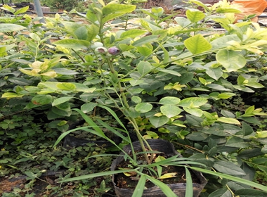 蓝莓苗原产地达柔蓝莓苗30厘米