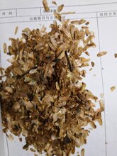 香椿种子怎么种植旺运苗木告诉你香椿种子提高发芽率图片