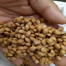 樱桃树种子颗粒饱满山樱种子发芽率高2月中旬种植适宜图片
