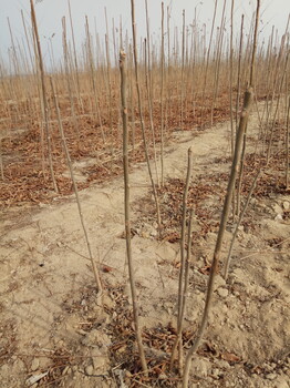 繁育香椿苗果实大表面光滑香椿苗基地价格合理的