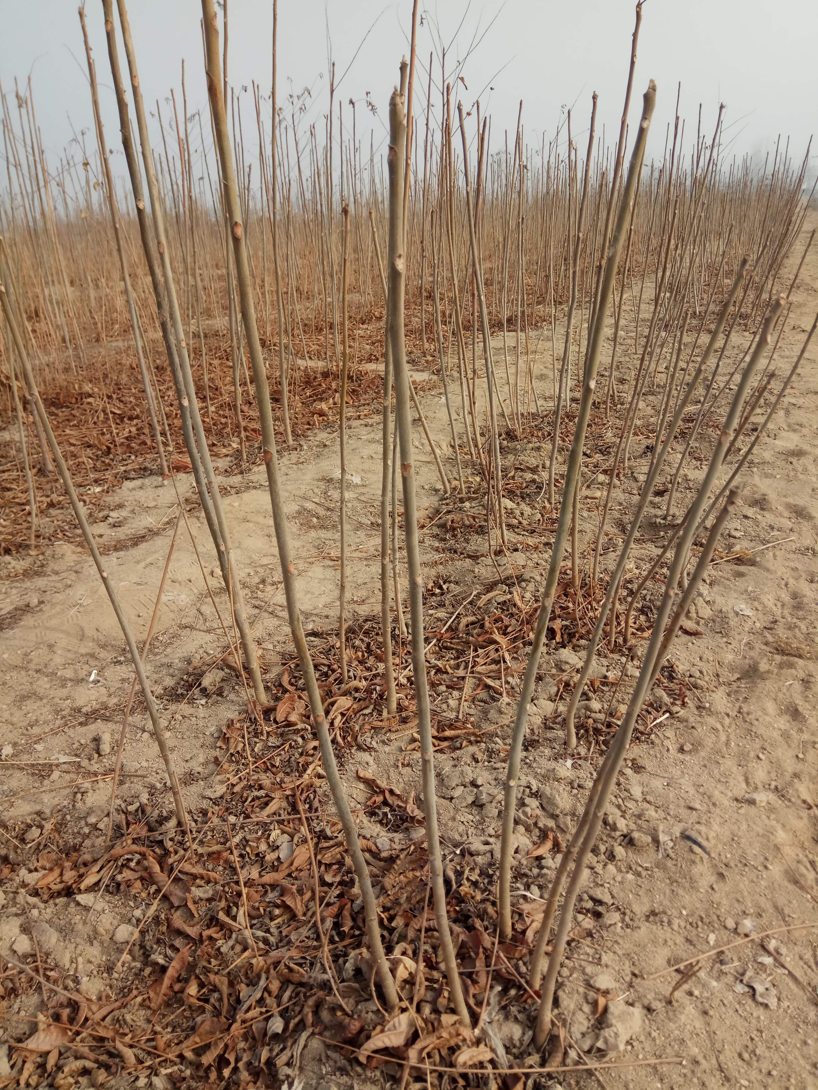 种植香椿苗种植大棚香椿苗口碑好的