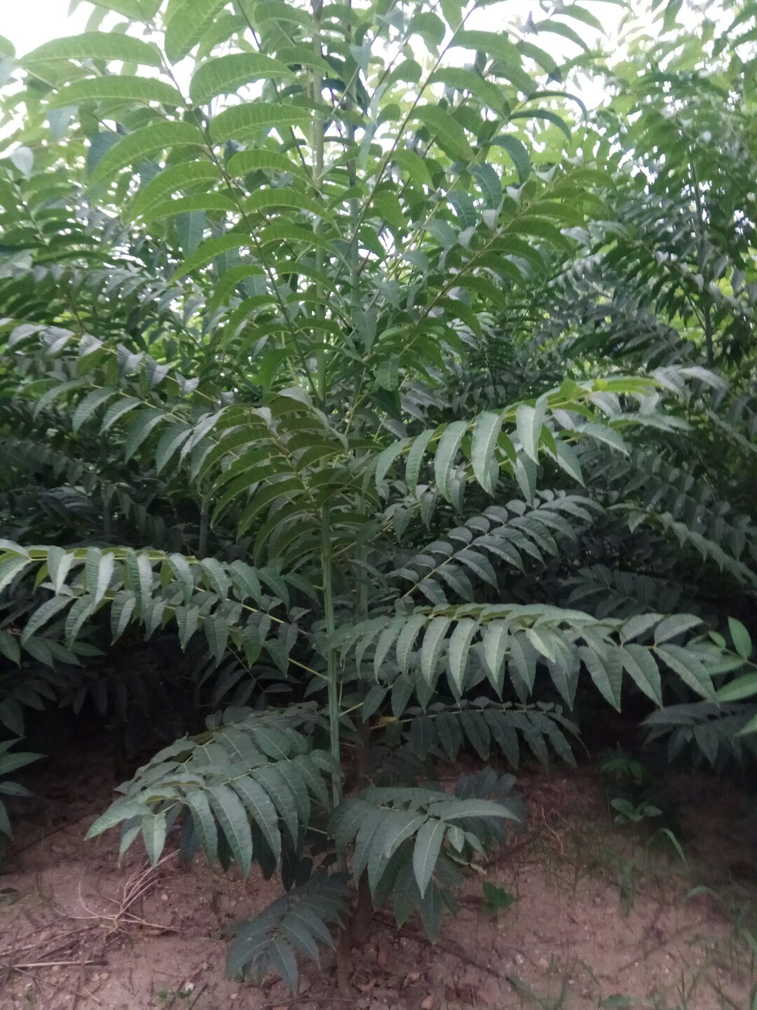 种植香椿苗种植大棚香椿苗口碑好的