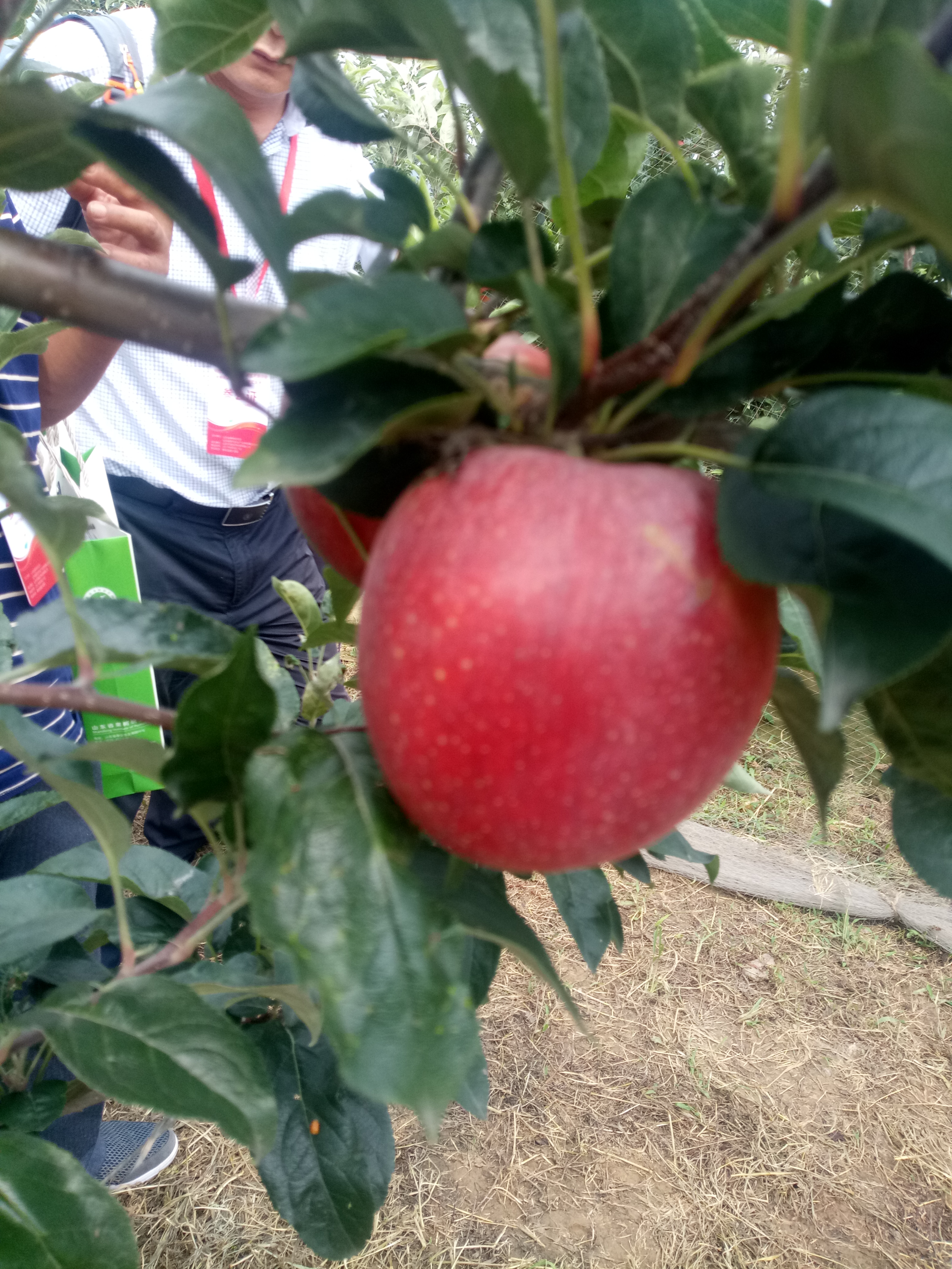 苹果苗苹果苗每日报价烟富6号常年种植