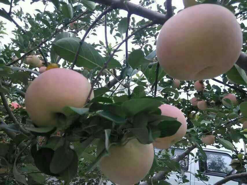 华美苹果苗代理花牛苹果苗矮化新品种