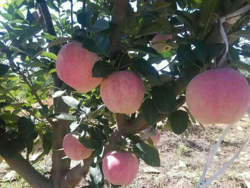 苹果苗苹果苗每日报价烟富6号常年种植