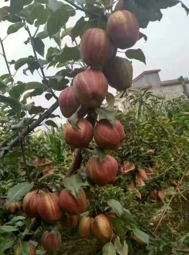 苹果苗苹果苗每日报价烟富6号常年种植