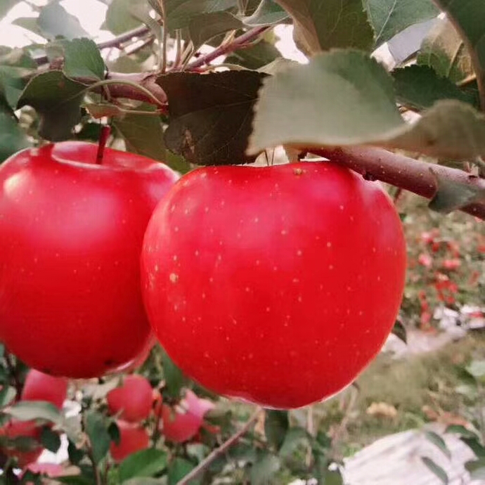 华美苹果苗代理花牛苹果苗矮化新品种