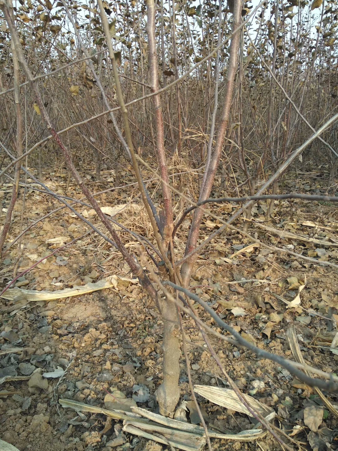 华美苹果苗代理花牛苹果苗矮化新品种