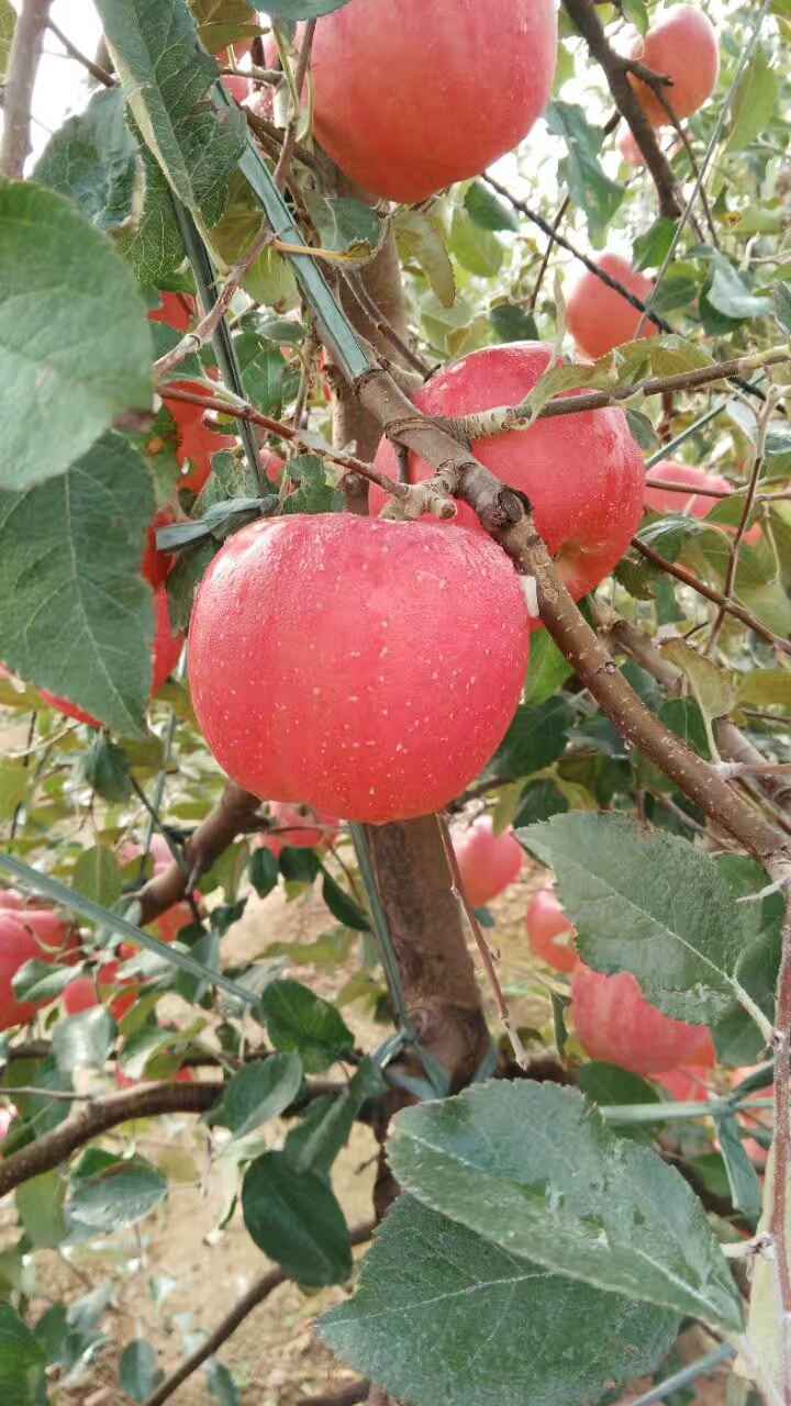 苹果苗苹果苗每日报价烟富6号常年种植