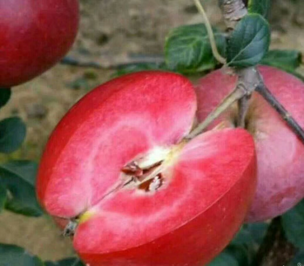 华美苹果苗代理花牛苹果苗矮化新品种