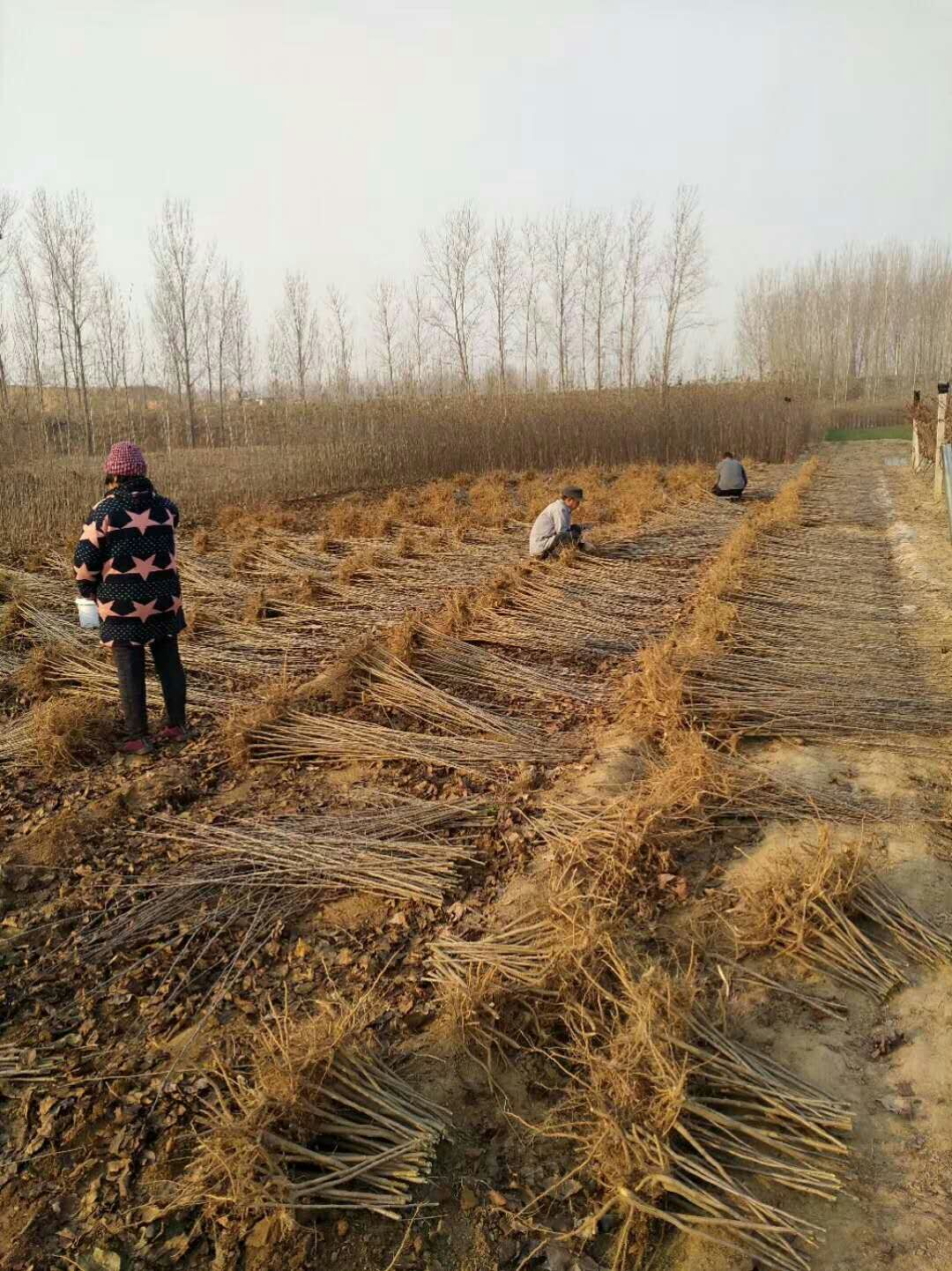 华美苹果苗代理花牛苹果苗矮化新品种