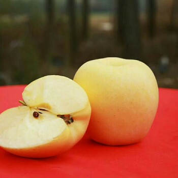 红津轻苹果苗厂商出售华硕苹果苗推广