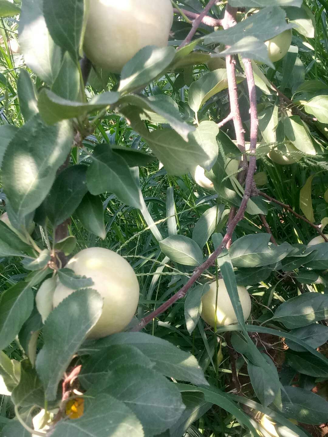 苹果苗苹果苗每日报价烟富6号常年种植