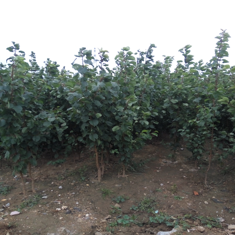 矮化杏苗品种玉巴丹杏苗现挖现卖品种