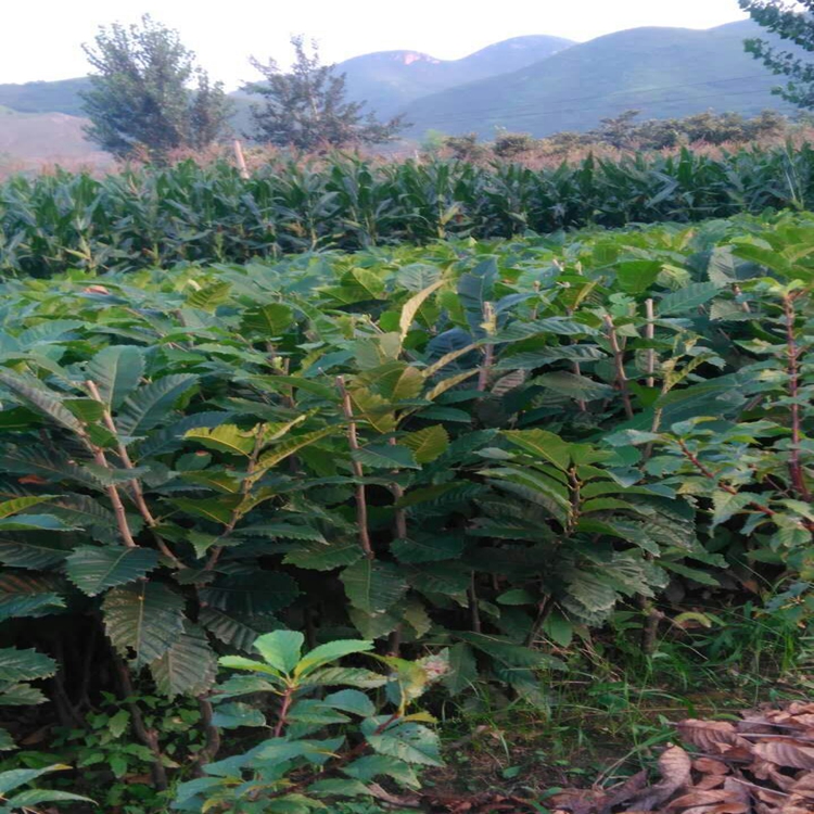 燕山早丰板栗苗种植欢迎板栗苗价格