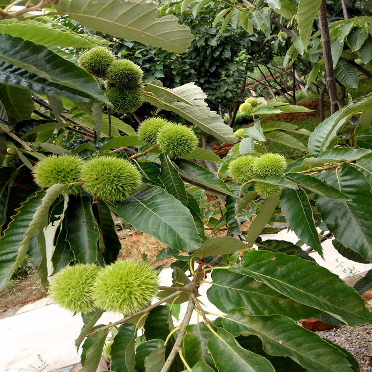 燕山早丰板栗苗种植欢迎板栗苗价格