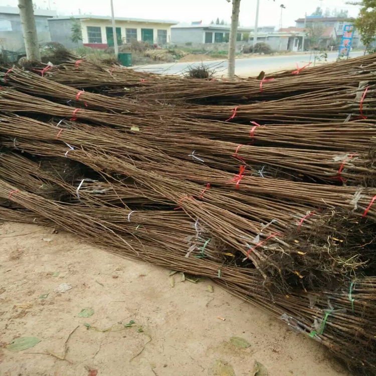 大红袍柿子苗,销售柿子苗种植时间