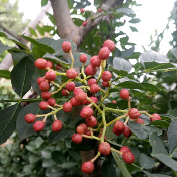 九叶青花椒苗价格行情白沙椒花椒苗