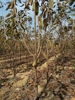 芬蒂蓝莓苗基地蓝莓苗哪里买