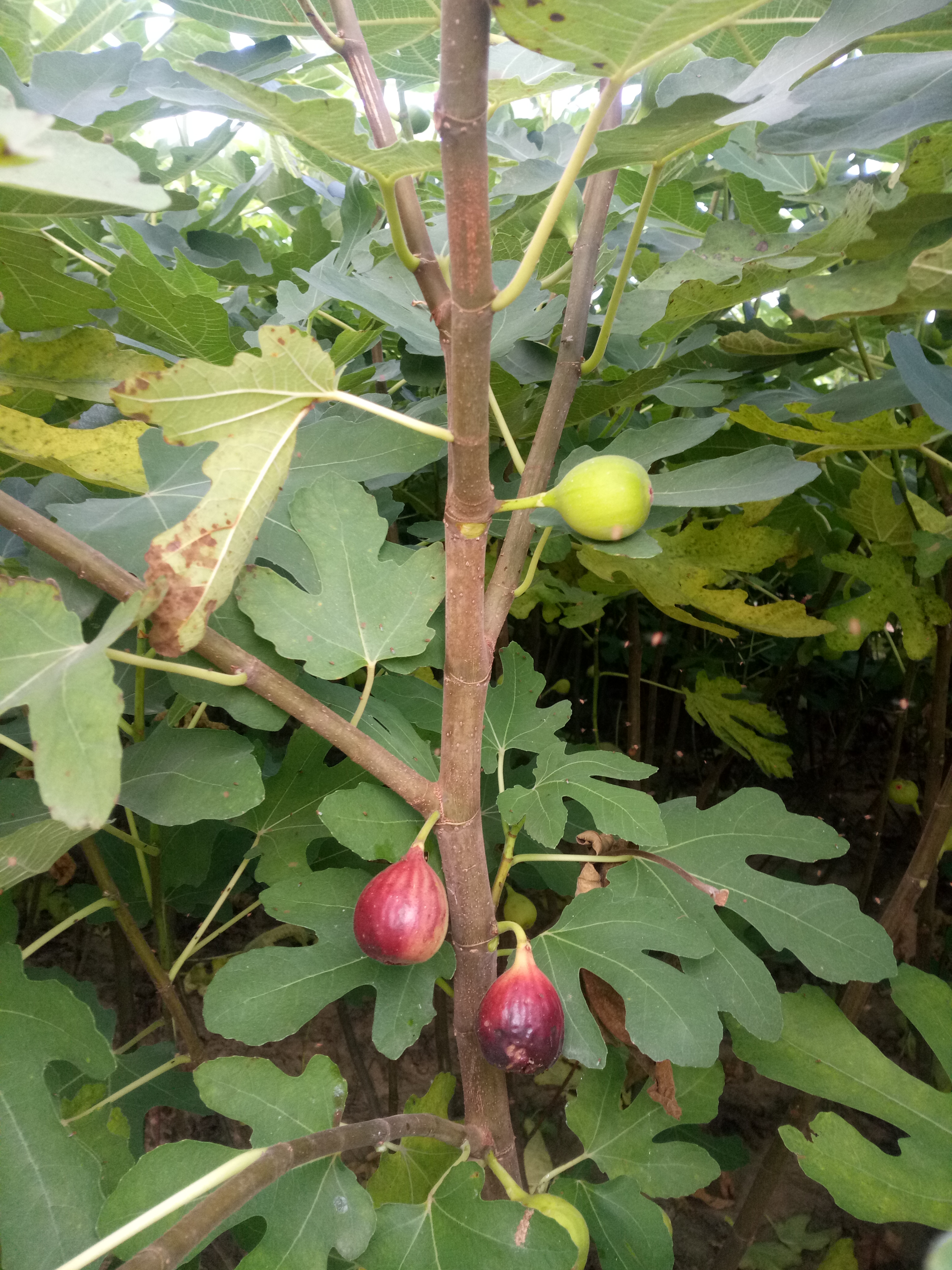 中农矮生无花果苗无花果苗木基地