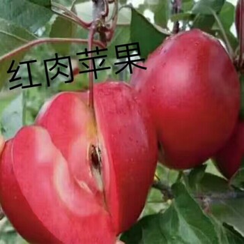 锦绣海棠苗订购新品种苹果苗价格锦绣海棠苗