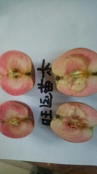 乔娜金苹果苗的价格苹果苗品种巴克艾苹果苗