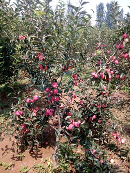 寒绯樱价格樱花苗木图片种植基地