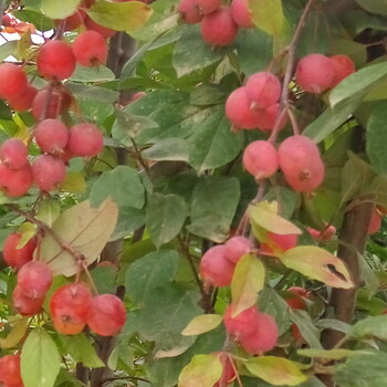 红叶樱花苗哪里多樱花苗种植批发不脱腿