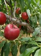 Hff63苹果苗成活率高Hff63苹果苗需冷量