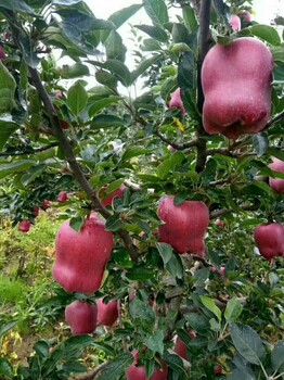 爱妃苹果苗供应爱妃苹果苗风味浓香